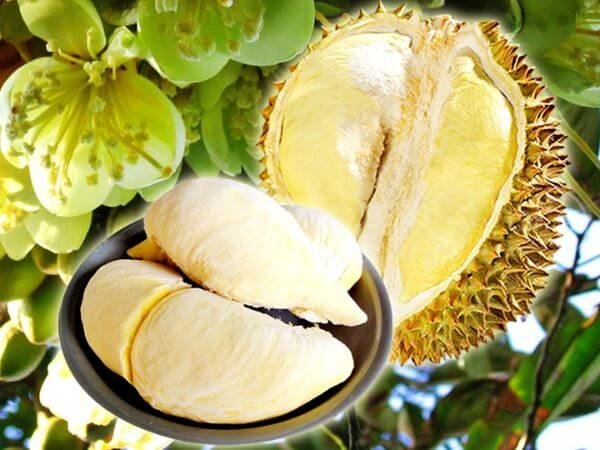 Fresh frozen golden pillow durian imported from Thailand