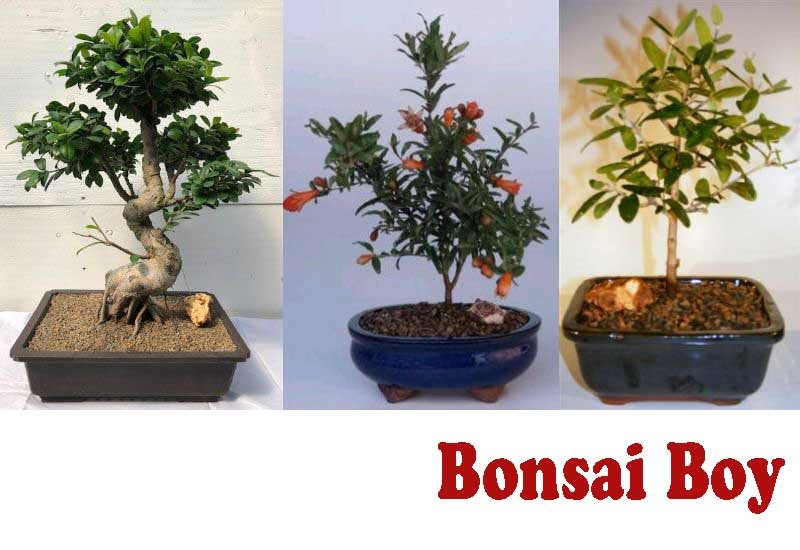 9 Amazing Fruiting Bonsai Trees from Bonsai Boy