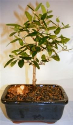 Bonsai  Tree Flowering and Fruiting Arbequina Olive
