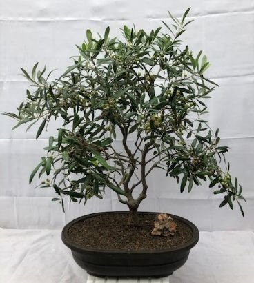 Flowering & Fruiting European Olive Bonsai Tree
