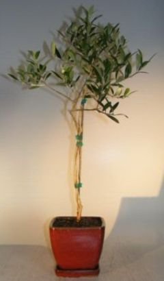 Flowering and Fruiting Arbequina Olive Bonsai Tree - Twist Style