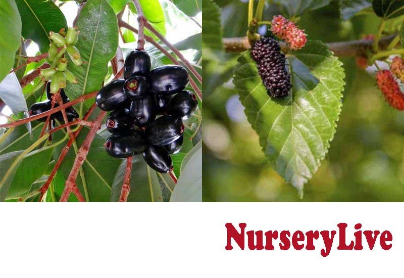 22 Best Indian Fruit Plants from NurseryLive