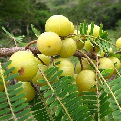 Amla Tree, Indian Gooseberry (Big Fruit, Grown Through Seeds) - Plant