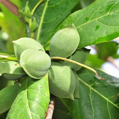 Badam Tree, Indian Almond Tree, Terminalia catappa - Plant
