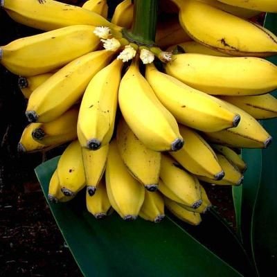 Banana - G9, Kela - Plant