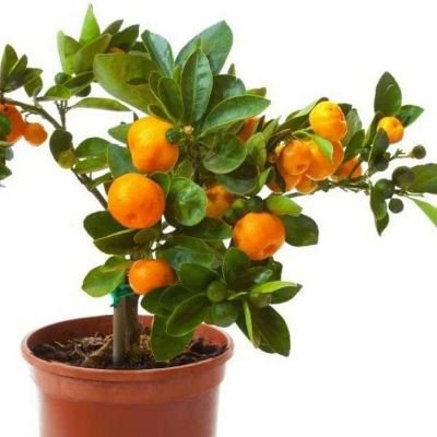 Orange Fruit, Santra ( Grafted ) - Plant