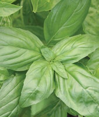 Basil, Large Leaf Organic